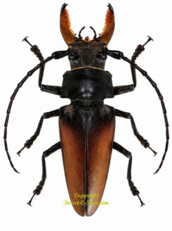 Callipogon barbatus