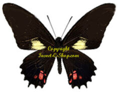 Heraclides ( Papilio ) chiansiades chiansiades