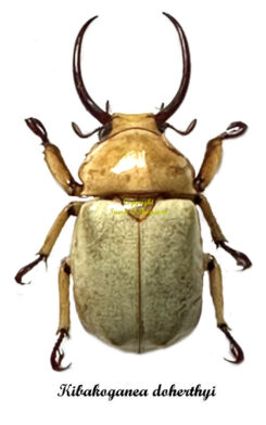Kibakoganea doherthyi