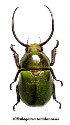 Kibakoganea tamdaoensis