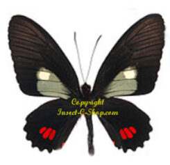 Parides erithalion callegarii