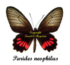 Parides neophilus