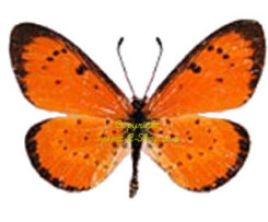 Telchinia ( Acraea ) zitja
