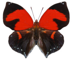 Siderone galanthis ( Anaea marthesia )