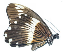 Papilio ( Druryia ) gallienus