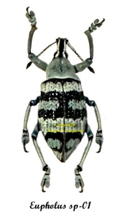 Eupholus sp-01