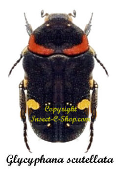 Glycyphana scutellata