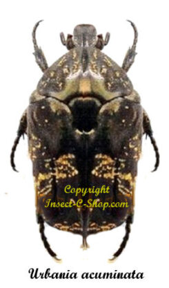 Urbania acuminata