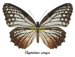 Elymnias ceryx