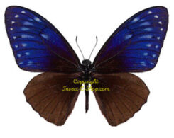 Chilasa paradoxa paradoxa