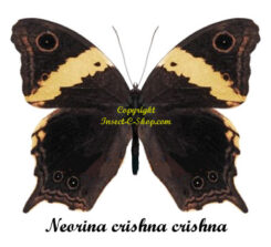 Neorina crishna crishna