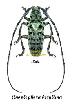 Anoplophora beryllina
