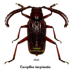 Casiphia inopinata