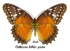 Cethosia biblis picta