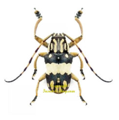 Choeromorpha wallacei