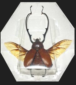 Euchirus longimanus ( étalé )