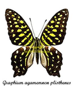 Graphium agamemnon plisthenes