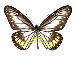 Ideopsis vitrea oenopia