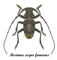 Morimus asper funereus