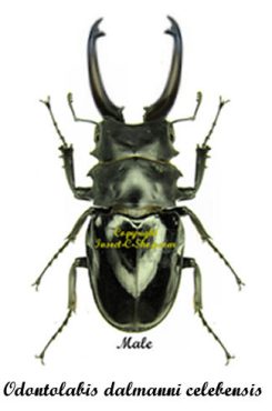 Odontolabis dalmanni celebensis ( teledonte )