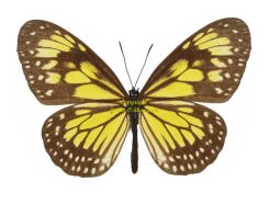 Parantica cleona luciplena