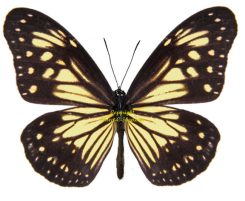 Parantica menadensis