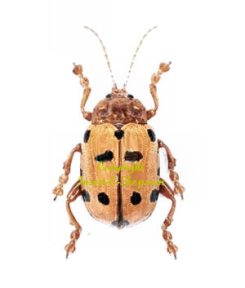 Podontia quatuordecimpunctata