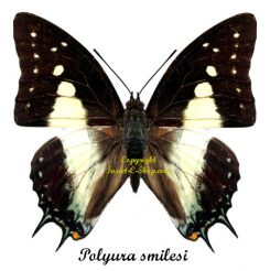 Polyura smilesi ESPÈCES ENDÉMIQUES PEU COMMUNES