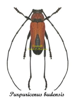 Purpuricenus budensis