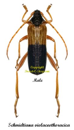 Schmidtiana violaceothoracica