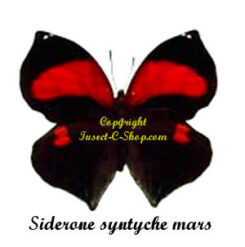 Siderone galanthis mars