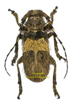 Arctolamia fruhstorferi ( rare )