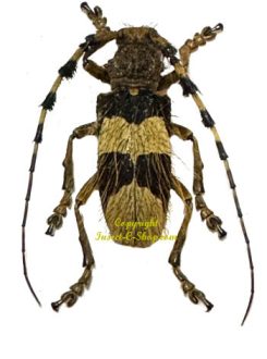 Arctolamia fruhstorferi ( rare )
