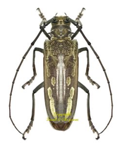 Batocera lineolata