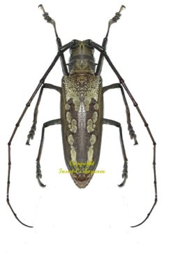 Batocera lineolata