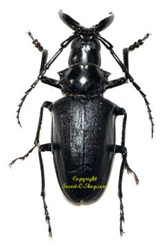 Dorysthenes walkeri