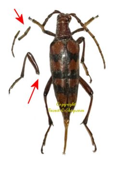 Macroleptura quadrizona ( rare )