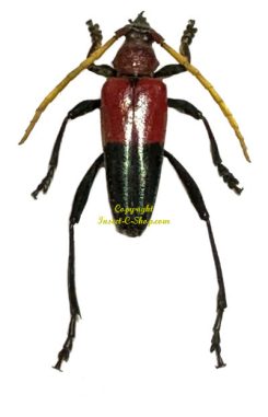 Pachyteria speciosa ( rare )