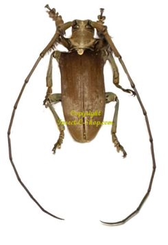 Sarothrocera lowi