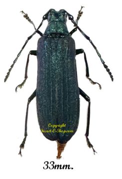 Vietetropis viridis ( rare )
