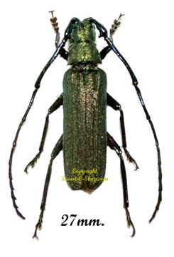 Vietetropis viridis ( rare )