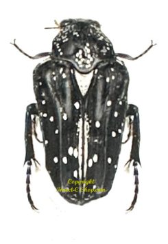 Euselates stictica luzonica
