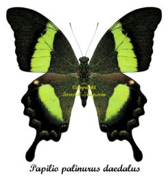 Papilio palinurus daedalus