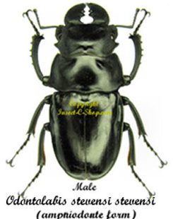 Odontolabis stevensi stevensi ( amphiodonte )