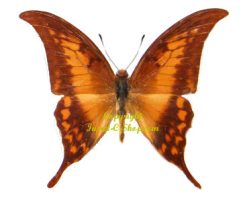 Meandrusa payeni payeni