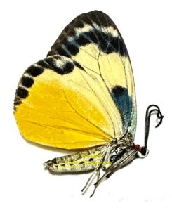 Chalcosia phalaenaria phalaenaria