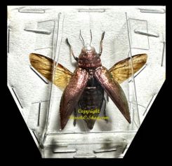 Chrysodema radians - rouge ( étalé )