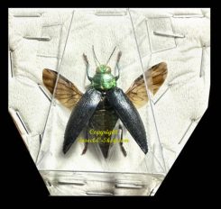 Chrysodema walkeri horaki ( étalé )