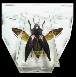Cyphogastra angulicollis ( étalé )