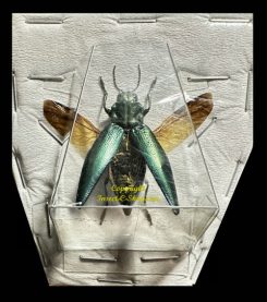 Cyphogastra satrapa ( étalé )